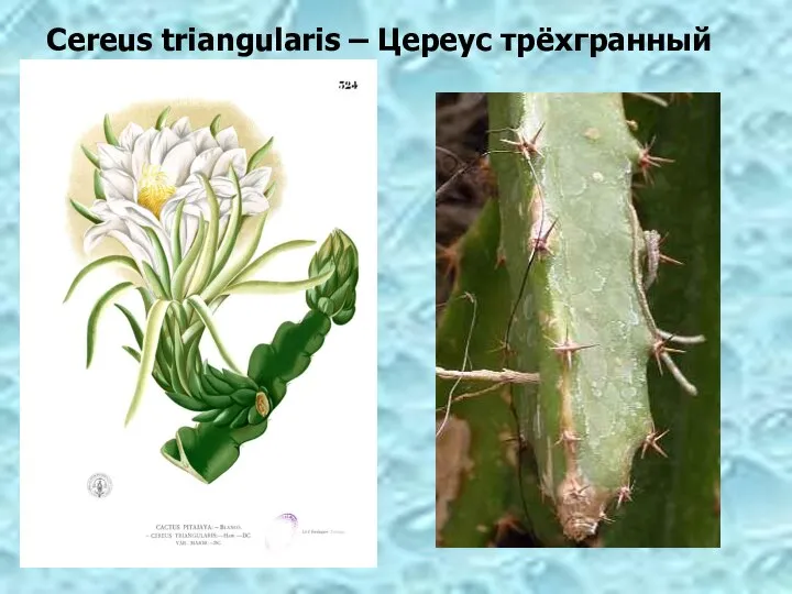 Cereus triangularis – Цереус трёхгранный