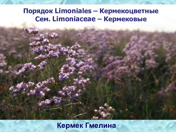 Порядок Limoniales – Кермекоцветные Сем. Limoniaceae – Кермековые Кермек Гмелина