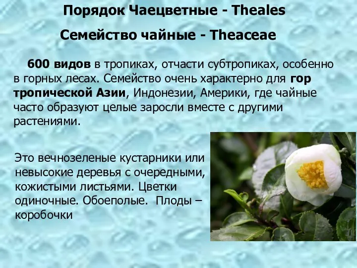 Порядок Чаецветные - Theales Семейство чайные - Theaceae Это вечнозеленые кустарники