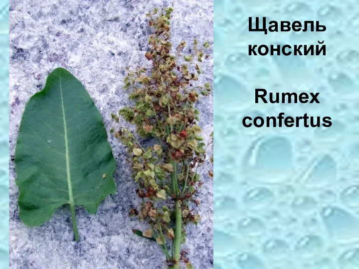 Щавель конский Rumex confertus