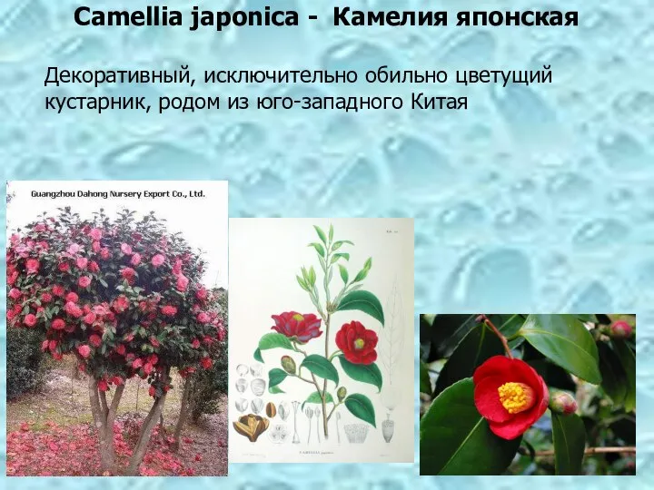 Camellia japonica - Камелия японская Декоративный, исключительно обильно цветущий кустарник, родом из юго-западного Китая