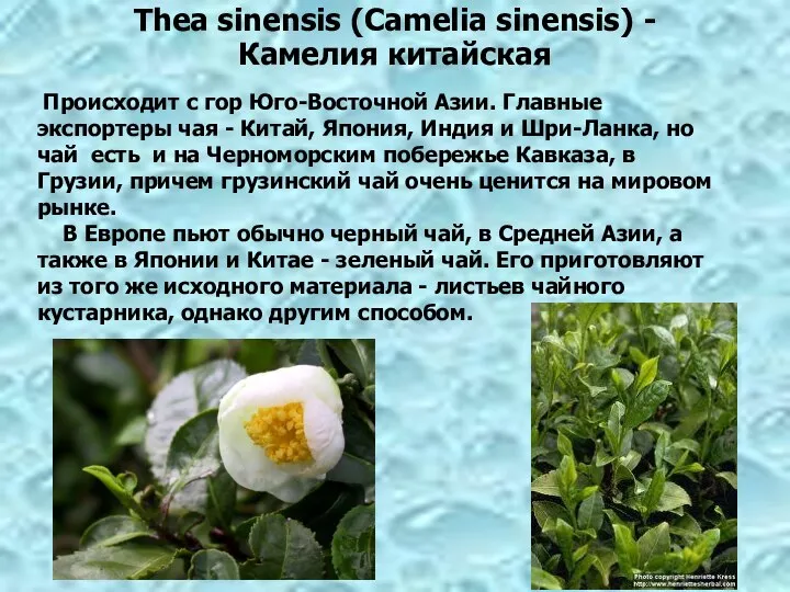 Thea sinensis (Camelia sinensis) - Камелия китайская Происходит с гор Юго-Восточной