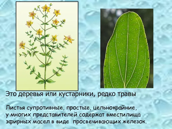 Листья супротивные, простые, цельнокрайние, у многих представителей содержат вместилища эфирных масел