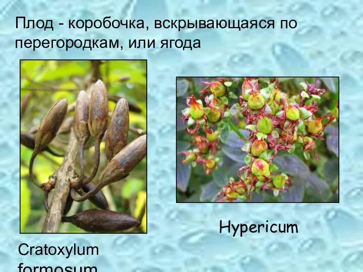 Плод - коробочка, вскрывающаяся по перегородкам, или ягода Cratoxylum formosum Hypericum