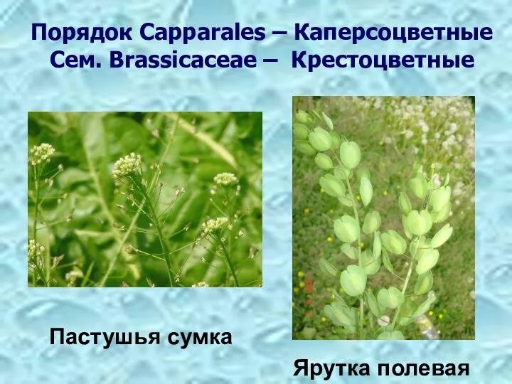 Порядок Capparales – Каперсоцветные Сем. Brassicaceae – Крестоцветные Пастушья сумка Ярутка полевая