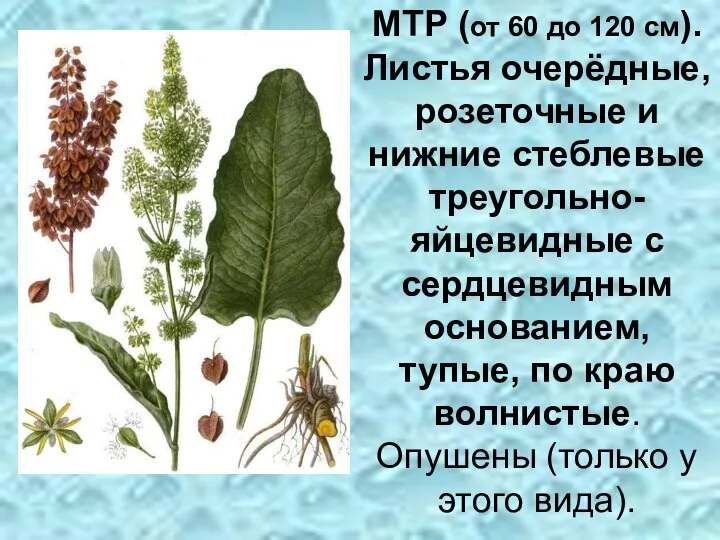 МТР (от 60 до 120 см). Листья очерёдные, розеточные и нижние