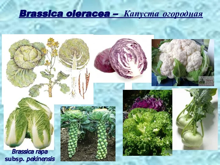 Brassica oleracea – Капуста огородная Brassica rapa subsp. pekinensis