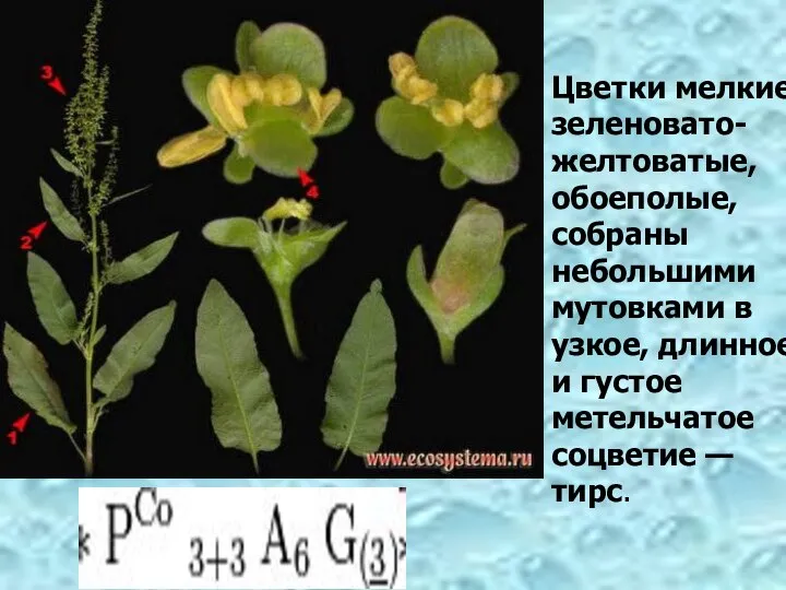 Цветки мелкие, зеленовато-желтоватые, обоеполые, собраны небольшими мутовками в узкое, длинное и густое метельчатое соцветие — тирс.