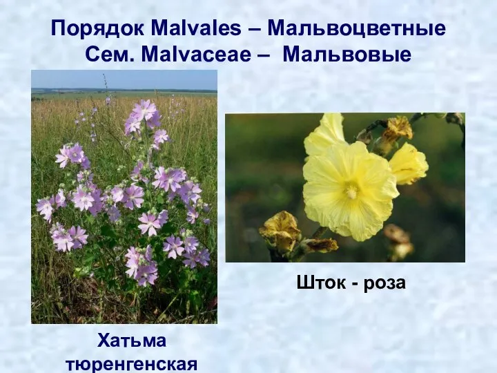 Порядок Malvales – Мальвоцветные Сем. Malvaceae – Мальвовые Хатьма тюренгенская Шток - роза