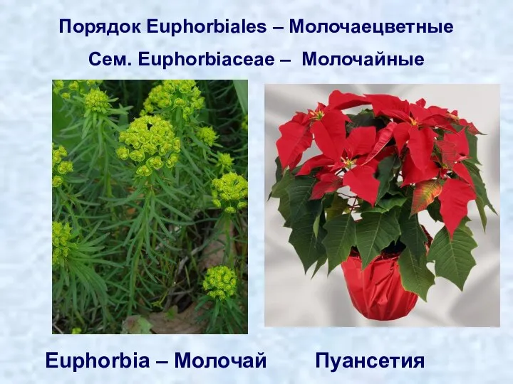 Порядок Euphorbiales – Молочаецветные Сем. Euphorbiaceae – Молочайные Euphorbia – Молочай Пуансетия