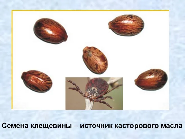 Семена клещевины – источник касторового масла
