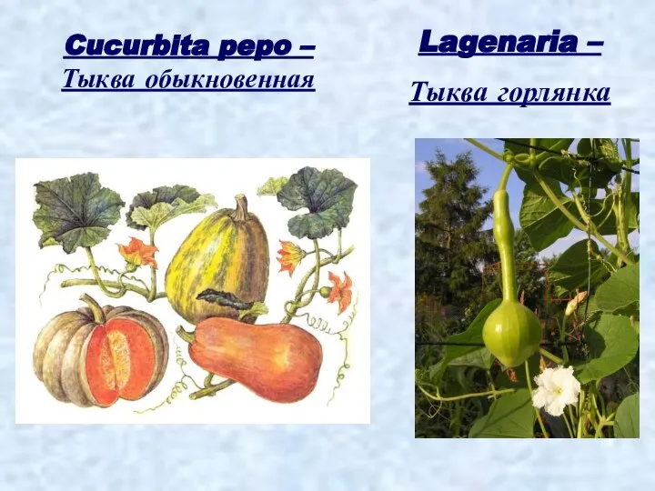 Cucurbita pepo – Тыква обыкновенная Lagenaria – Тыква горлянка