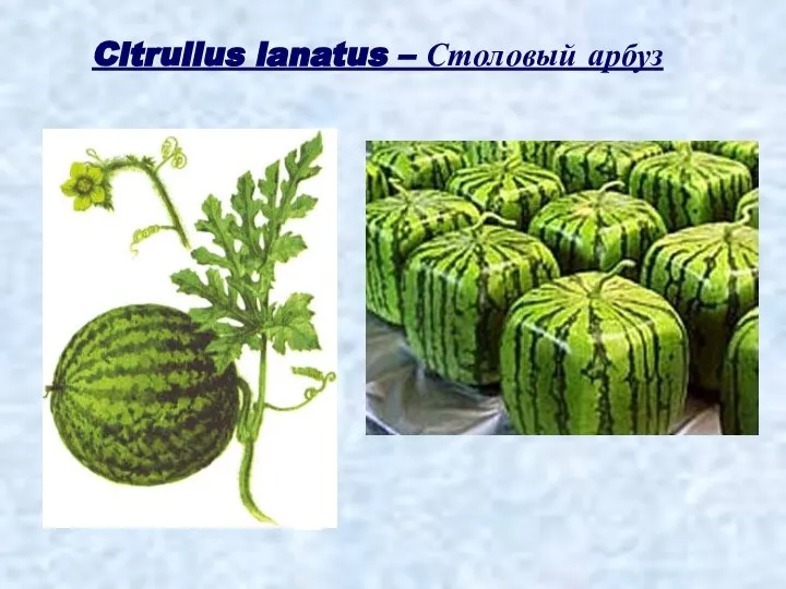 Citrullus lanatus – Столовый арбуз