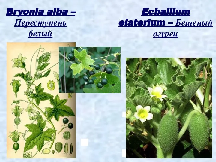 Bryonia alba – Переступень белый Ecballium elaterium – Бешеный огурец