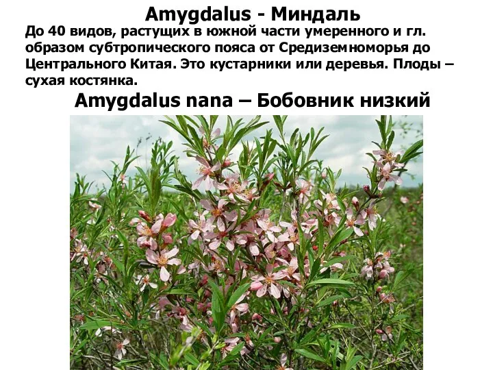 Amygdalus - Миндаль До 40 видов, растущих в южной части умеренного