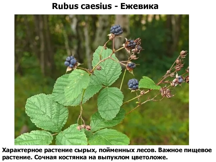 Rubus caesius - Ежевика Характерное растение сырых, пойменных лесов. Важное пищевое
