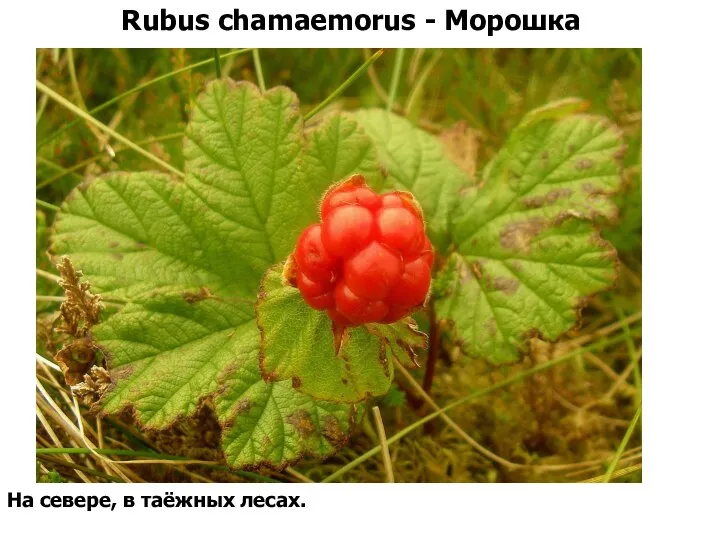 Rubus chamaemorus - Морошка На севере, в таёжных лесах.