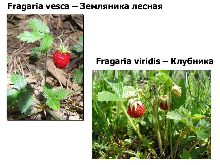 Fragaria vesca – Земляника лесная Fragaria viridis – Клубника