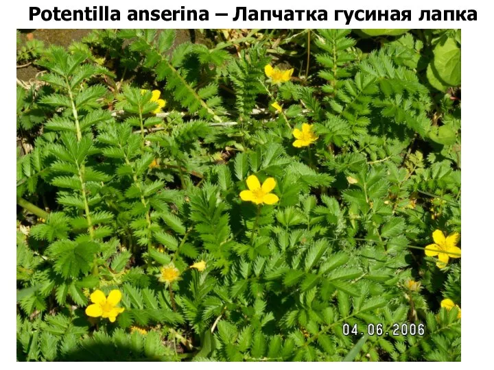 Potentilla anserina – Лапчатка гусиная лапка