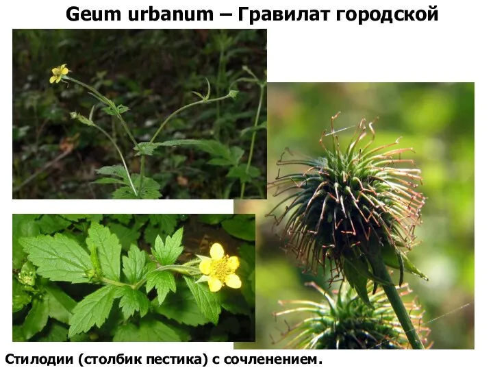 Geum urbanum – Гравилат городской Стилодии (столбик пестика) с сочленением.