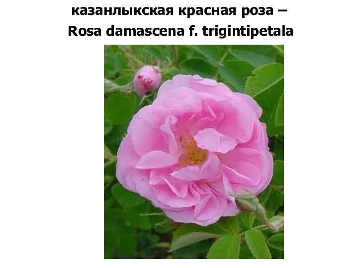 казанлыкская красная роза – Rosa damascena f. trigintipetala
