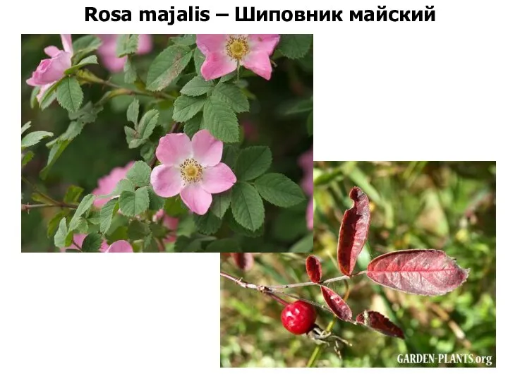 Rosa majalis – Шиповник майский