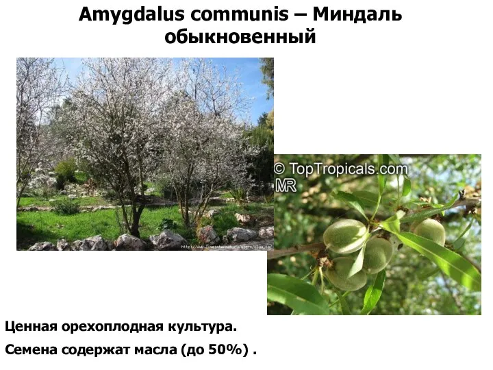 Amygdalus communis – Миндаль обыкновенный Ценная орехоплодная культура. Семена содержат масла (до 50%) .