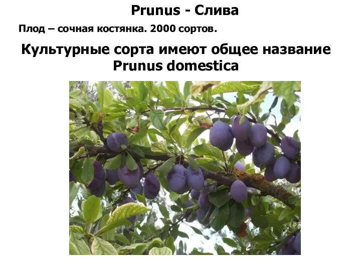 Prunus - Слива Плод – сочная костянка. 2000 сортов. Культурные сорта имеют общее название Prunus domestica