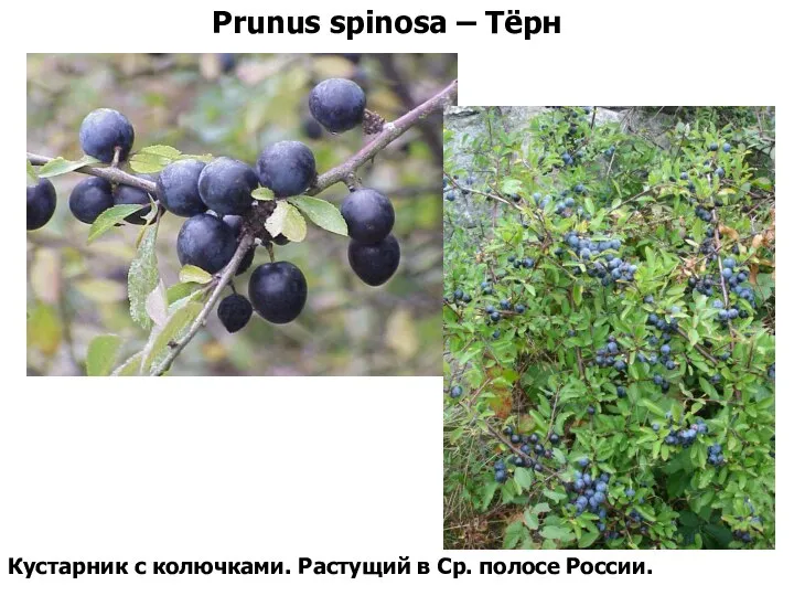 Prunus spinosa – Тёрн Кустарник с колючками. Растущий в Ср. полосе России.