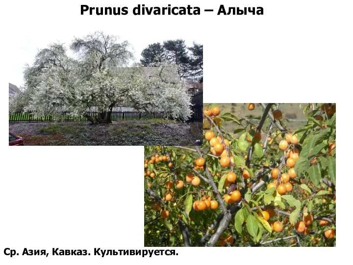 Prunus divaricata – Алыча Ср. Азия, Кавказ. Культивируется.