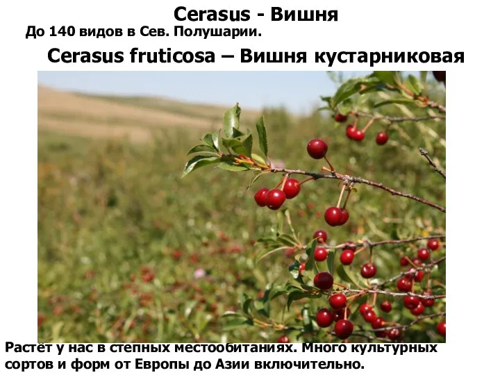 Cerasus - Вишня До 140 видов в Сев. Полушарии. Cerasus fruticosa