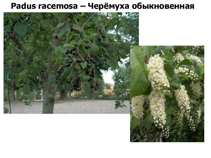 Padus racemosa – Черёмуха обыкновенная