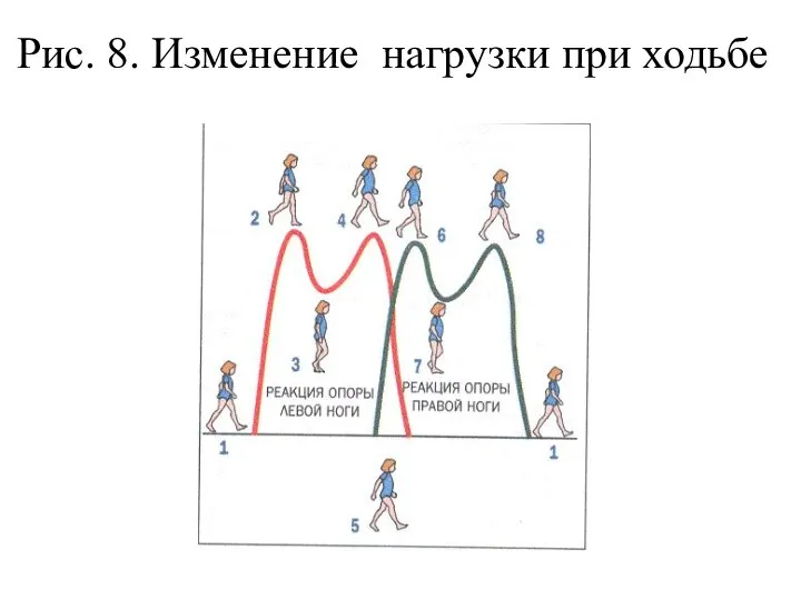 Рис. 8. Изменение нагрузки при ходьбе Рис. 3 – 924а. Распределение нагрузки при ходьбе