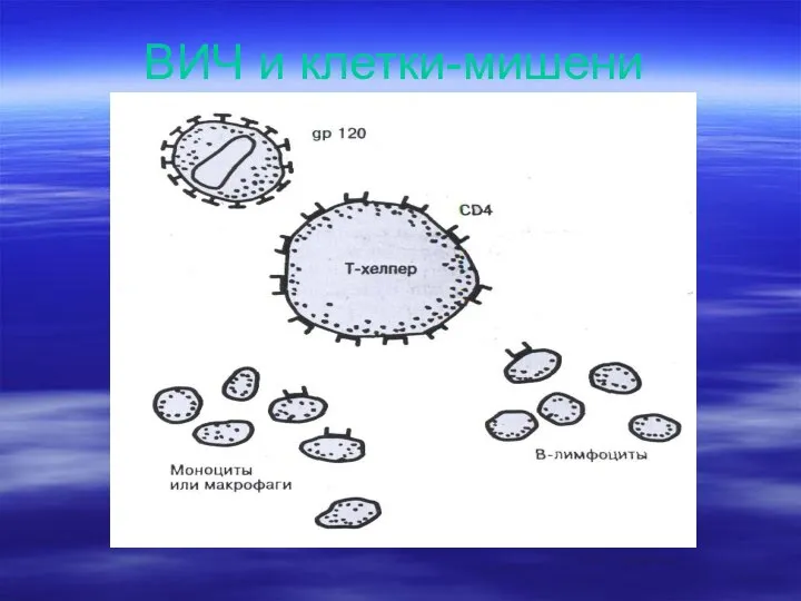 С ВИЧ и клетки-мишени