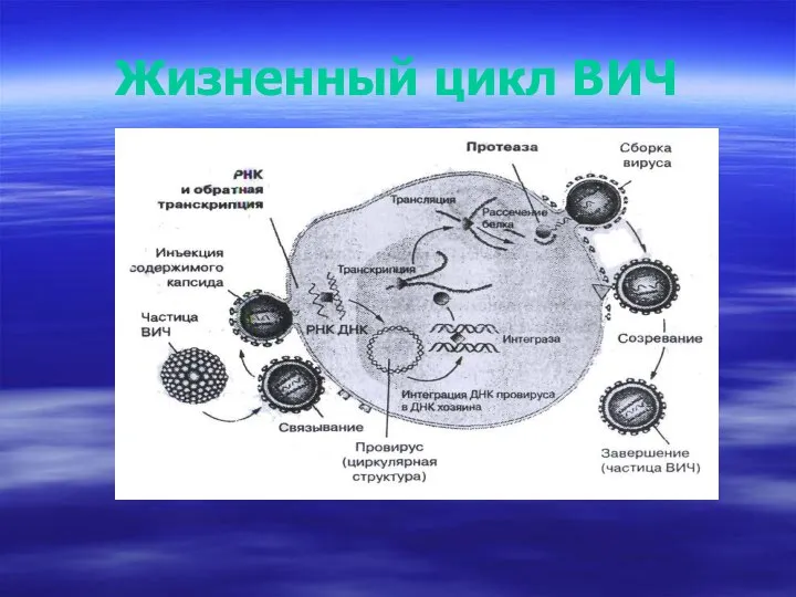 Жизненный цикл ВИЧ