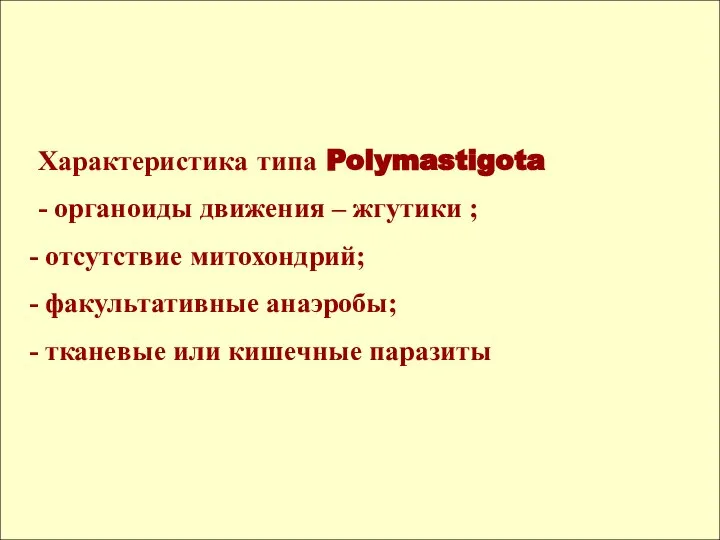 Характеристика типа Polymastigota - органоиды движения – жгутики ; отсутствие митохондрий;