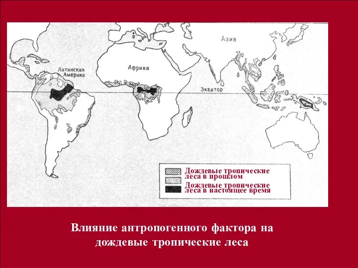 Влияние антропогенного фактора на дождевые тропические леса Дождевые тропические леса в