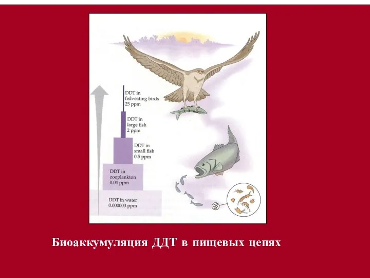 Биоаккумуляция ДДТ в пищевых цепях