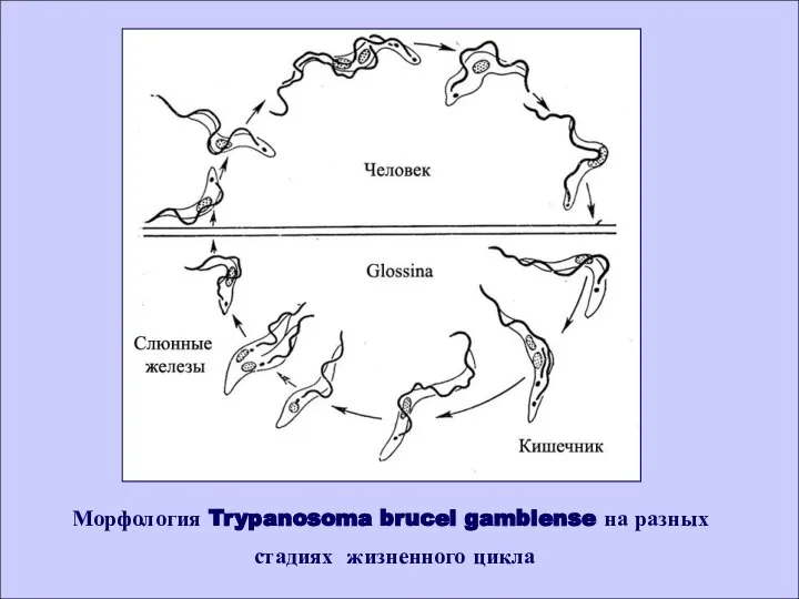 Морфология Trypanosoma brucei gambiense на разных стадиях жизненного цикла