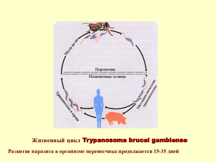 Жизненный цикл Trypanosoma brucei gambiense Развитие паразита в организме переносчика продолжается 15-35 дней