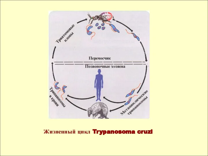 Жизненный цикл Trypanosoma cruzi