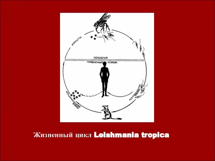 Жизненный цикл Leishmania tropica