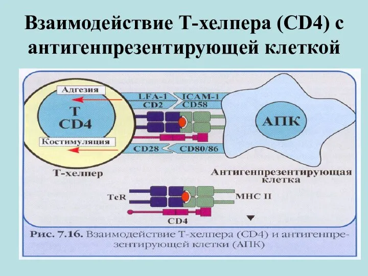 Взаимодействие Т-хелпера (СD4) с антигенпрезентирующей клеткой