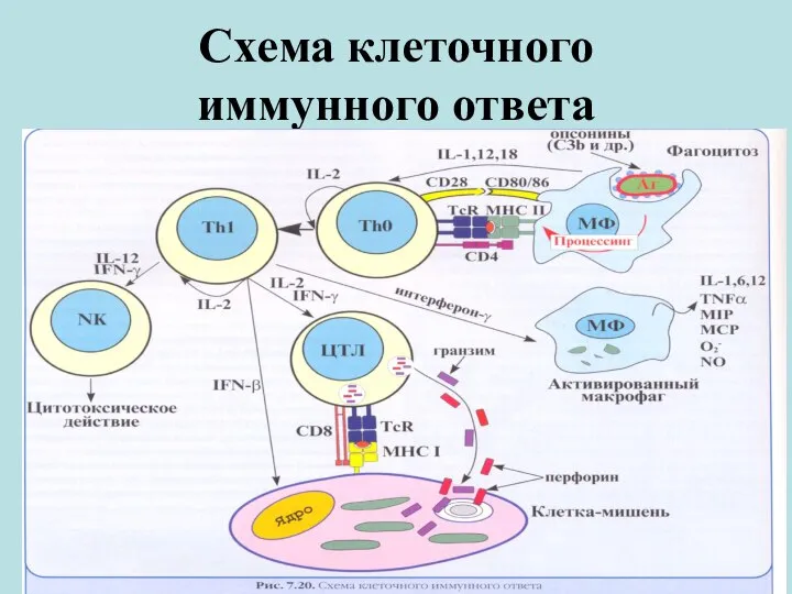 Схема клеточного иммунного ответа