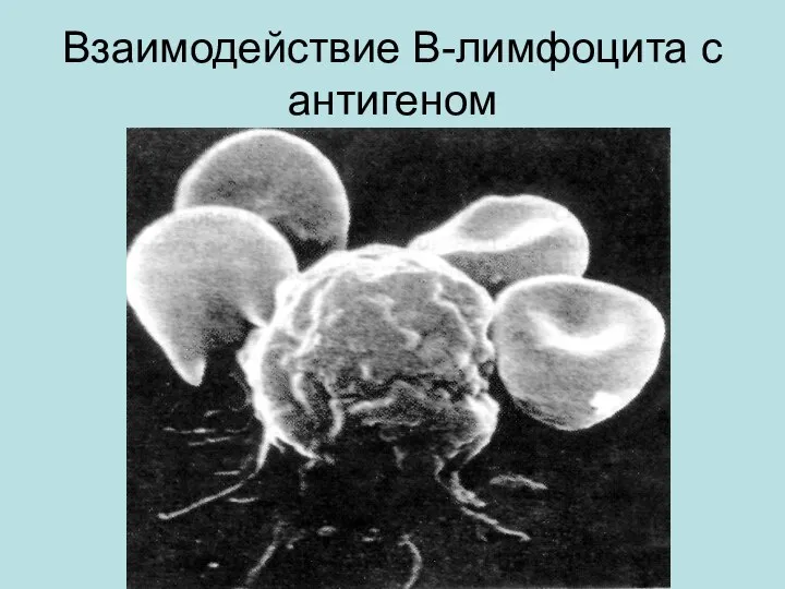 Взаимодействие В-лимфоцита с антигеном