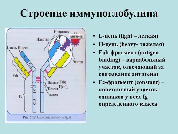 Строение иммуноглобулина L-цепь (light – легкая) Н-цепь (heavy- тяжелая) Fab-фрагмент (antigen