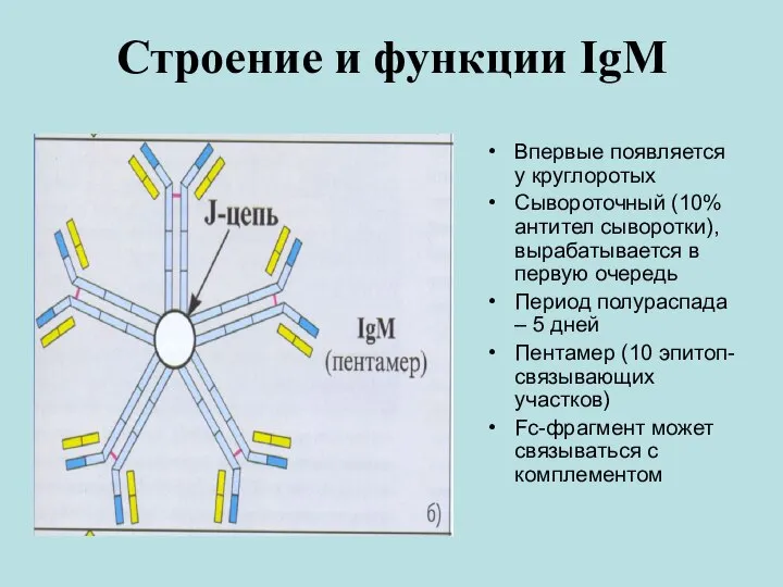 Строение и функции IgМ Впервые появляется у круглоротых Сывороточный (10% антител