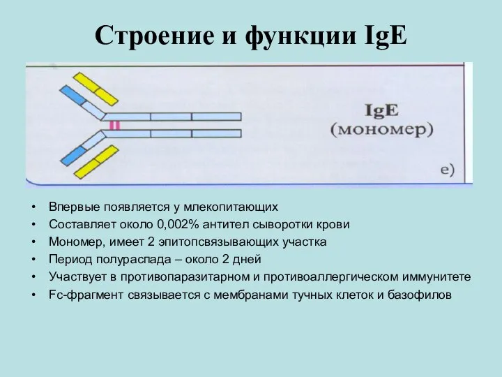 Строение и функции IgЕ Впервые появляется у млекопитающих Составляет около 0,002%