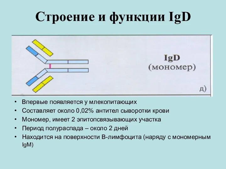 Строение и функции IgD Впервые появляется у млекопитающих Составляет около 0,02%