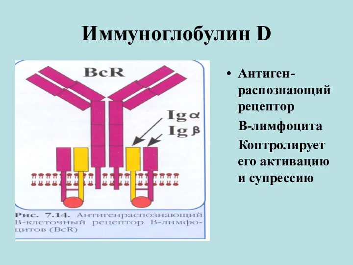 Иммуноглобулин D Антигенраспознающий Антиген-распознающий рецептор В-лимфоцита Контролирует его активацию и супрессию